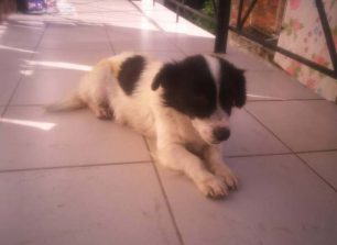 Βρήκε την σκυλίτσα καμένη με κομμένη την γλώσσα στην Λιμνοπούλα Ιωαννίνων