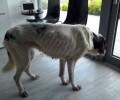 Πέθανε η σκυλίτσα που εντοπίστηκε άρρωστη στην Μαλακάσα Αττικής