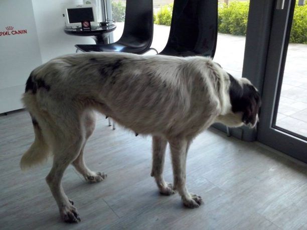 Πέθανε η σκυλίτσα που εντοπίστηκε άρρωστη στην Μαλακάσα Αττικής