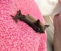 Ηράκλειο Κρήτης: Ταΐζει με γάλα το νυχτεριδάκι για να το κρατήσει στη ζωή (βίντεο)