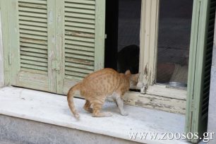 Του σκότωσε την γάτα πυροβολώντας την με καραμπίνα στα Λενταριανά Χανίων