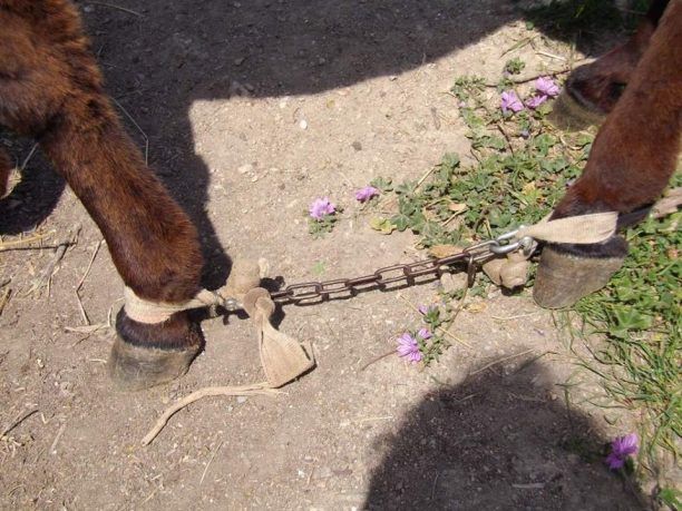 Δεκάδες κακοποιημένα ιπποειδή με δεμένα τα πόδια εντόπισε η ομάδα της ANIMAL ACTION στην Πάρο