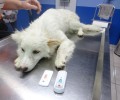 Καρδίτσα: Αρνείται να περπατήσει ο σκυλάκος που βρέθηκε δεμένος με σύρμα πεταμένος σε ποτάμι