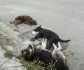 Αρνούνταν να αναλάβουν την εξέταση των 6 σκυλιών που δηλητηριάστηκαν στο Σιδηρόκαστρο Σερρών