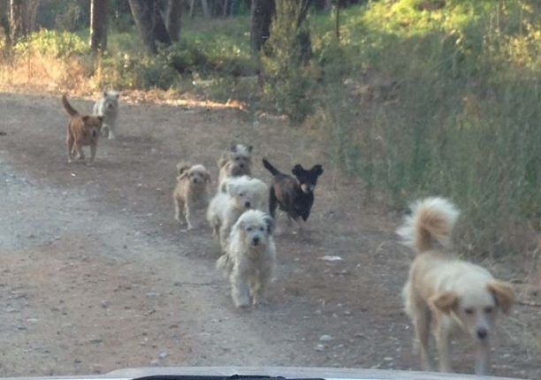 Άλλα 7 σκυλιά νεκρά από φόλες στην Αμαλιάδα