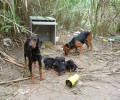Στις 4-4-2016 η δίκη των παράνομων εκτροφέων που είχαν τα σκελετωμένα σκυλιά μέσα στον Γιόφυρο Ηρακλείου