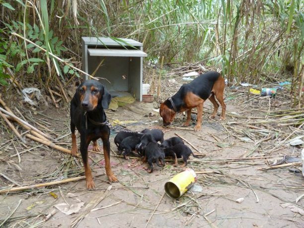Στις 4-4-2016 η δίκη των παράνομων εκτροφέων που είχαν τα σκελετωμένα σκυλιά μέσα στον Γιόφυρο Ηρακλείου