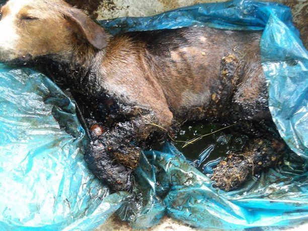 Θερμοπηγή Σιντικής: Αδιαφόρησε για την σκυλίτσα του που ήταν κολλημένη στην πίσσα δύο 24ωρα