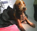 Αναρρώνει και χρειάζεται σπιτικό η σκυλίτσα που βρέθηκε κολλημένη στην πίσσα στην Θερμοπηγή Σερρών
