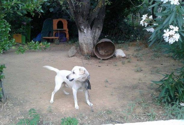 Βαρελόσκυλα κακοποιούνται σε κάμπινγκ στην Βαρυμπόμπη Αττικής
