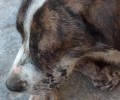 Πυροβόλησε και τύφλωσε την σκυλίτσα στο Βέλο Κορινθίας