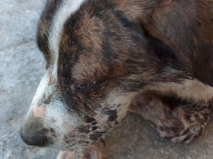 Πυροβόλησε και τύφλωσε την σκυλίτσα στο Βέλο Κορινθίας