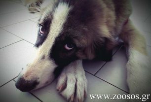 Σεμινάριο στα Βριλήσσια Αττικής για το πως να βοηθήσετε έναν σκύλο