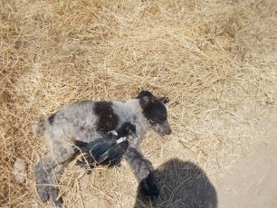 Νεκρό, πυροβολημένο το κουτάβι στο κτήμα της Α. Σταματάκη στο Χειμάδι Λάρισας