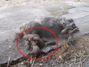Χειμάδι Λάρισας: Δηλητηρίασε την σκυλίτσα και τα κουτάβια θήλαζαν το πτώμα της