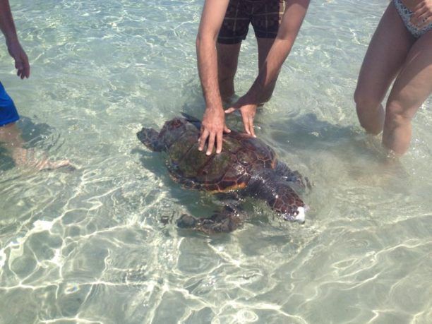 Λακωνία: Θαλάσσια χελώνα νεκρή στην Ελαφόνησο