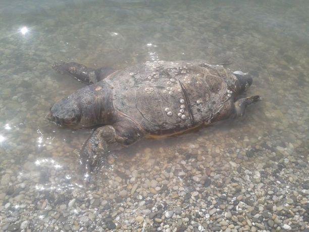 Δύο θαλάσσιες χελώνες νεκρές στην Νέα Κίο