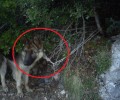 Ιωάννινα: Έδεσε τον σκύλο στο βουνό για να πεθάνει από πείνα, δίψα ή τους λύκους