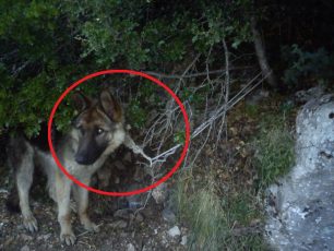 Ιωάννινα: Έδεσε τον σκύλο στο βουνό για να πεθάνει από πείνα, δίψα ή τους λύκους