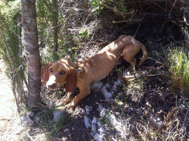Ζάκυνθος: Έδεσε και εγκατέλειψε τον σκύλο για να πεθάνει από πείνα και δίψα
