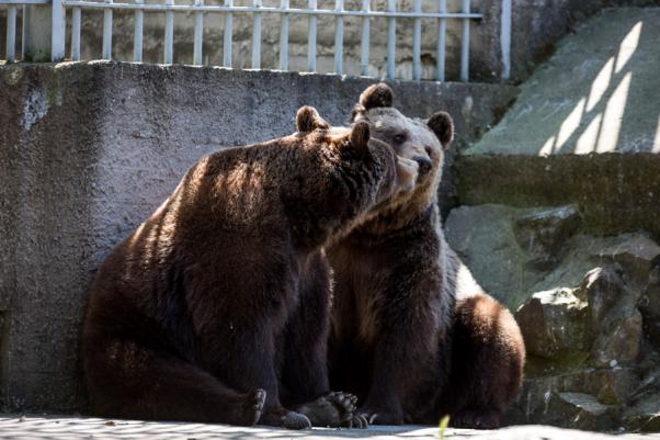 Αύριο η «απελευθέρωση» των αρκούδων και των λύκων από τον Δημοτικό Ζωολογικό Κήπο Θεσσαλονίκης