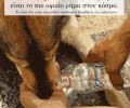Τα ζώα υποφέρουν από την έλλειψη νερού όπως και εμείς!