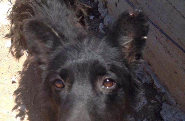Αγ. Νικόλαος Κρήτης: Κακοποιεί συστηματικά τον σκύλο του & κανείς δεν τον καταγγέλλει στην Αστυνομία
