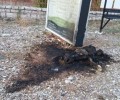 Αγρίνιο: Έκαψαν σκυλί στην στάση του Κ.Τ.Ε.Λ.;