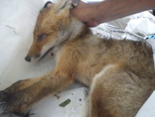 Γιάννενα: Αλεπού τραυματίστηκε πέφτοντας από ύψος 18 μέτρων