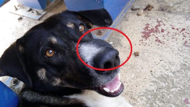 40.000 ευρώ πρόστιμο και ποινή για την κακοποίηση σκύλου στον Απαλό Αλεξανδρούπολης