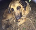 Έκκληση για τον εντοπισμό του σκύλου που κάποιος έσερνε με μηχανάκι στο Άργος