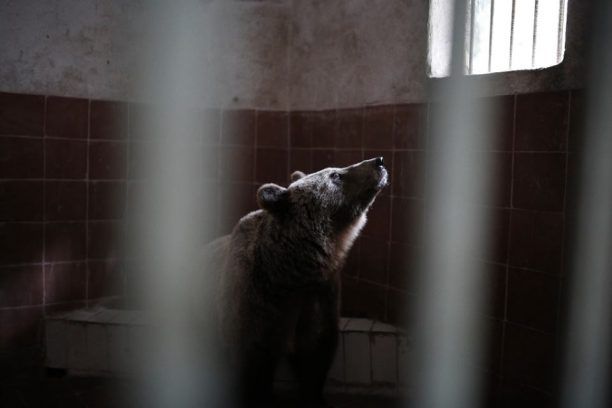 Απομακρύνονται οι λύκοι και οι αρκούδες  από τον Δημοτικό Ζωολογικό Κήπο Θεσσαλονίκης
