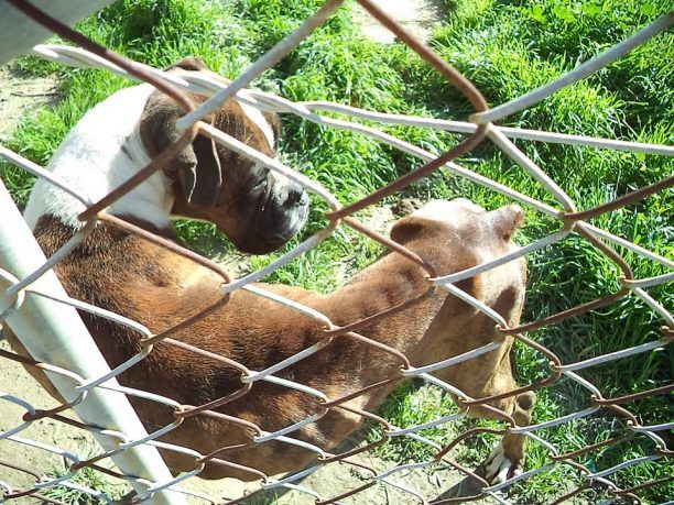 Ηράκλειο Κρήτης: 15.000 € και 16 μήνες ποινή φυλάκισης για την κακοποίηση και τον ακρωτηριασμό του σκύλου του