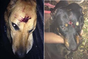 Αναβάλλεται η διαμαρτυρία για την εκτέλεση των 2 σκυλιών στον Διόνυσο Αττικής