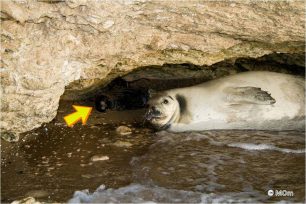 Μια φώκια προστατεύει το μωρό της από τα κύματα στην Κοιλάδα Αργολίδας