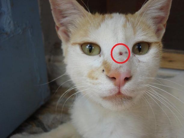 Πάτρα: Πυροβολεί συστηματικά τις γάτες με αεροβόλο