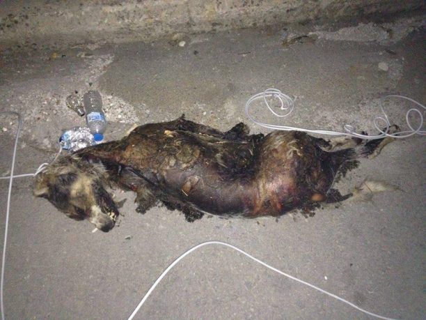 Ηγουμενίτσα: Βρήκαν τον σκύλο καμένο με θηλιά από καλώδιο στο λαιμό του