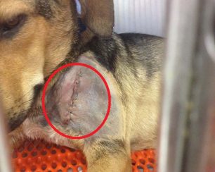 Έκκληση για την υιοθεσία της σκυλίτσας που χτυπήθηκε και πυροβολήθηκε στο Μουλκί Κορινθίας