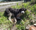 Καρδίτσα: Ο σκύλος πυροβολημένος σάπιζε από τα σκουλήκια στην άκρη του δρόμου (βίντεο)