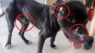 Κίρκη Αλεξανδρούπολης: Βρήκε το σκυλί γεμάτο πληγές καθώς κάποιος το έσερνε στον δρόμο