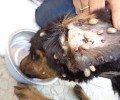 Κως: Οι τουρίστες βρήκαν τα σκελετωμένα - από την ασιτία - σκυλιά να περιφέρονται γεμάτα τσιμπούρια