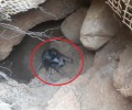 Έσωσε τα 5 κουτάβια που ζούσαν εγκλωβισμένα σε απόκρημνη σπηλιά στους Αγίους Αποστόλους Χανίων (βίντεο)