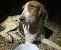 Λαύριο: Ο παράνομος εκτροφέας πέταξε τον σκύλο ζωντανό στον κάδο σκουπιδιών