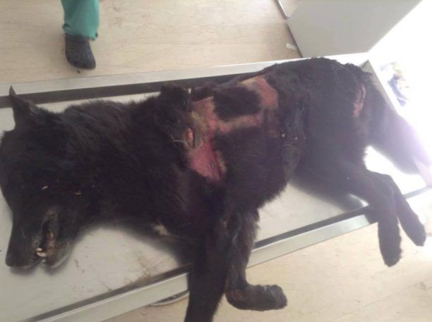 Καταδικάστηκε – με αναστολή – ο άνδρας που έσυρε σκύλο στην άσφαλτο μέχρι θανάτου στο Μακρυχώρι Λάρισας