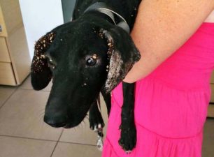 Βελτιώνεται η υγεία της σκυλίτσας που εντοπίστηκε με σάπια ουρά στον Αγ. Ιωάννη Ρέντη (βίντεο)