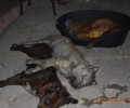 3 σκυλιά πέθαναν από ασφυξία εξαιτίας πυρκαγιάς σε σπίτι στον Μανταμάδο Λέσβου