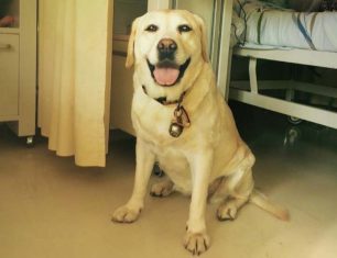 Ο πρώτος σκύλος - συνοδός τυφλής που βοηθάει ασθενείς στο Νοσοκομείο Ηρακλείου Κρήτης