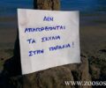 Στην παραλία «Πανόραμα» της Ραφήνας επιτρέπεται να κάνετε μπάνιο με τον σκύλο σας!