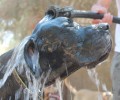 Δροσίζοντας τα σκυλιά του καταφυγίου στη Σαντορίνη
