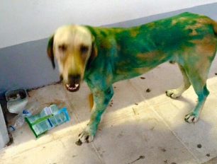 Έκκληση για τον εντοπισμό του σκύλου που έβαψαν με σπρέι και περιφέρεται στο Ατσιπόπουλο Ρεθύμνου